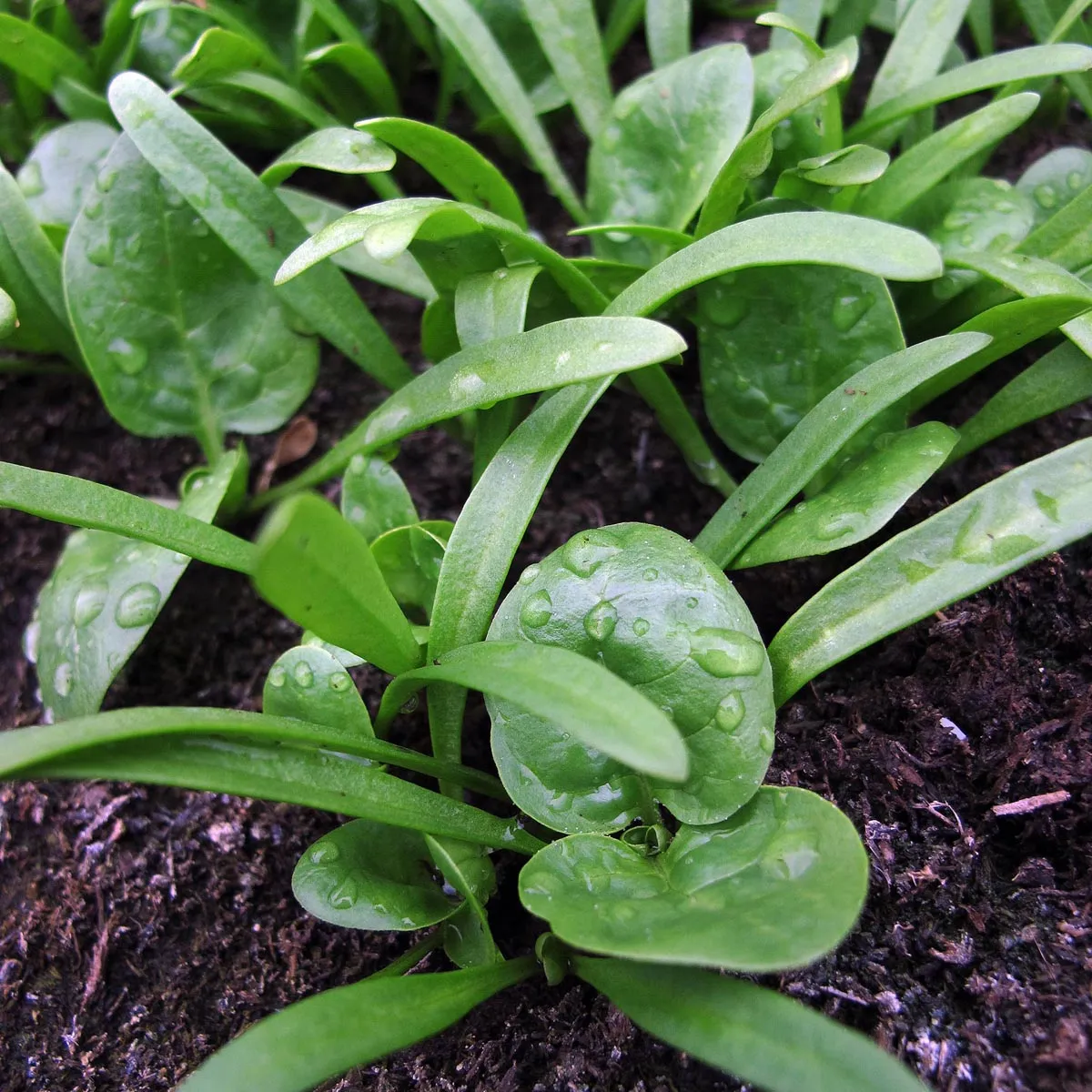 Echter Spinat 'Matador' (Spinacia oleracea) Samen