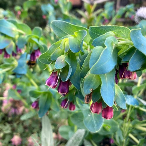 Grand mélinet (Cerinthe major) aux clochettes violettes et feuilles bleu-vert