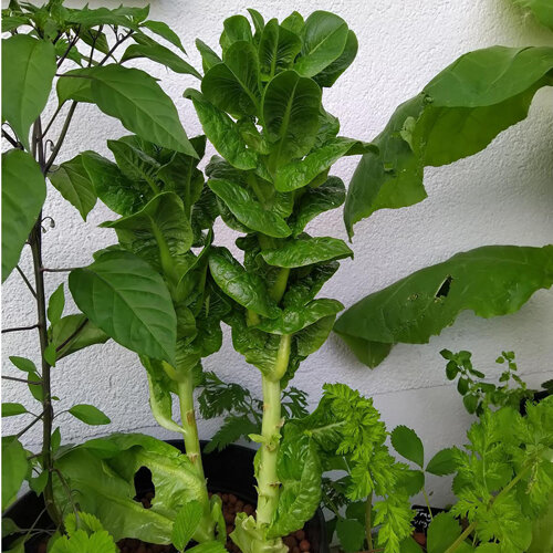 Laitue asperge à tige épaisse et touffe de feuilles en bac