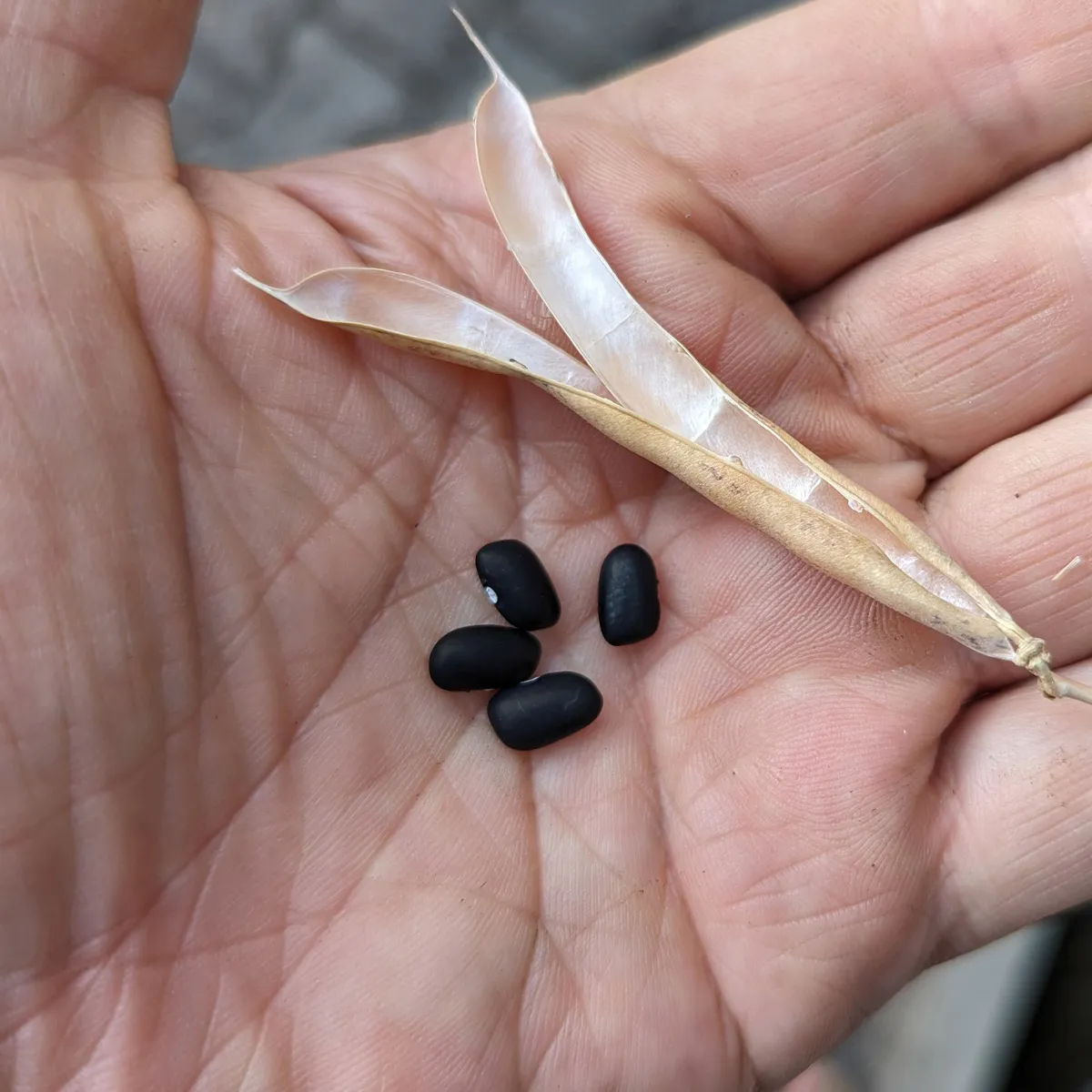 Teparybohne 'Black Mitla' (Phaseolus acutifolius) Samen