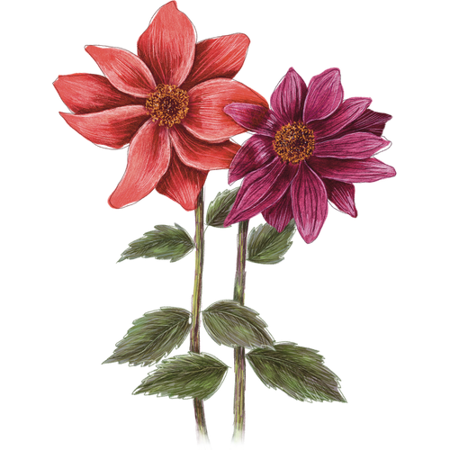 Dahlias