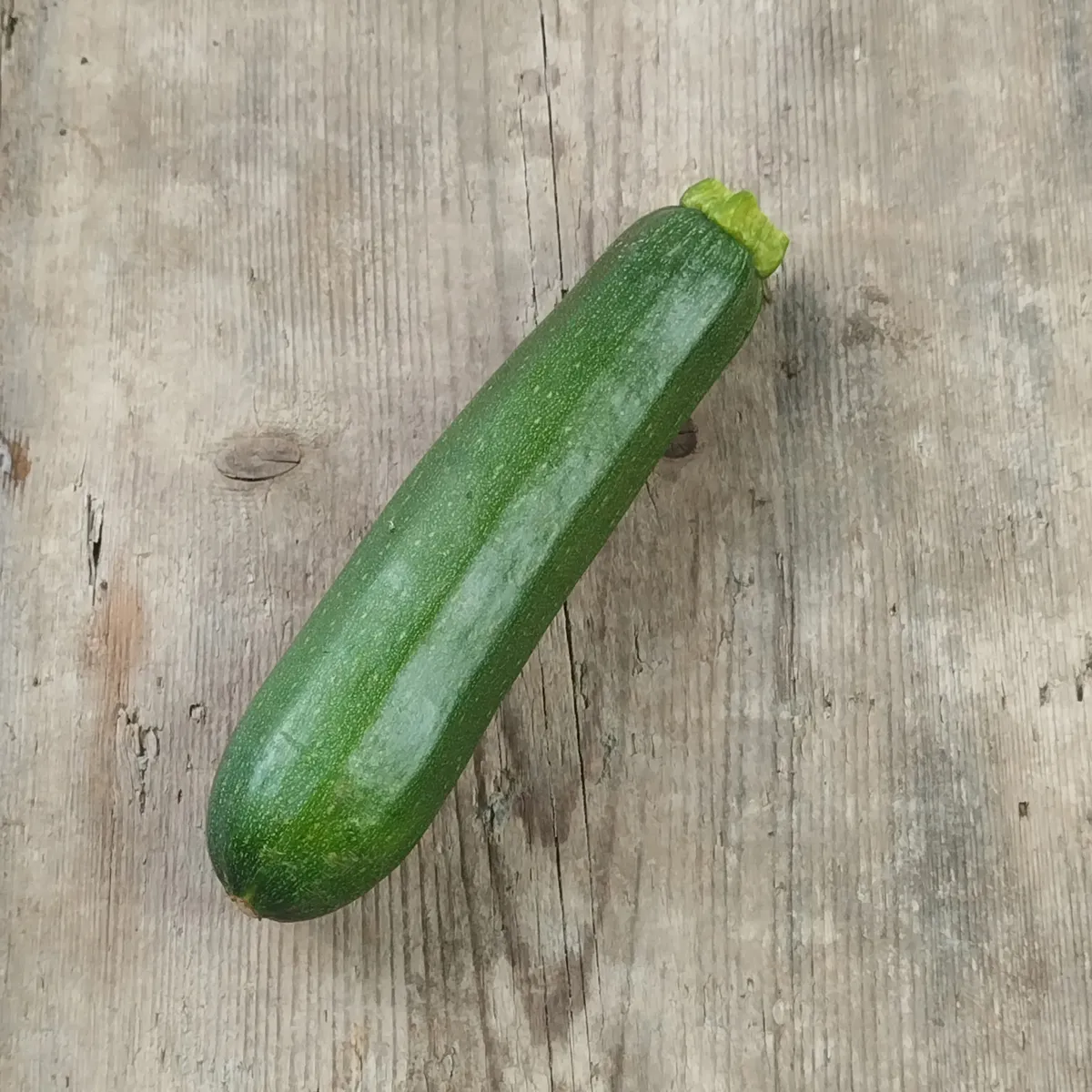 Zucchini 'Zuboda' (Cucurbita pepo) Samen