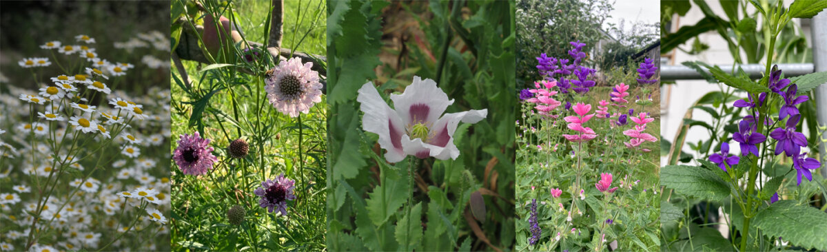 Cool Flowers: l’astuce ingénieuse pour ton jardin fleuri - Cool Flowers: l\'astuce ingénieuse pour ton jardin fleuri et ce qui se cache derrière
