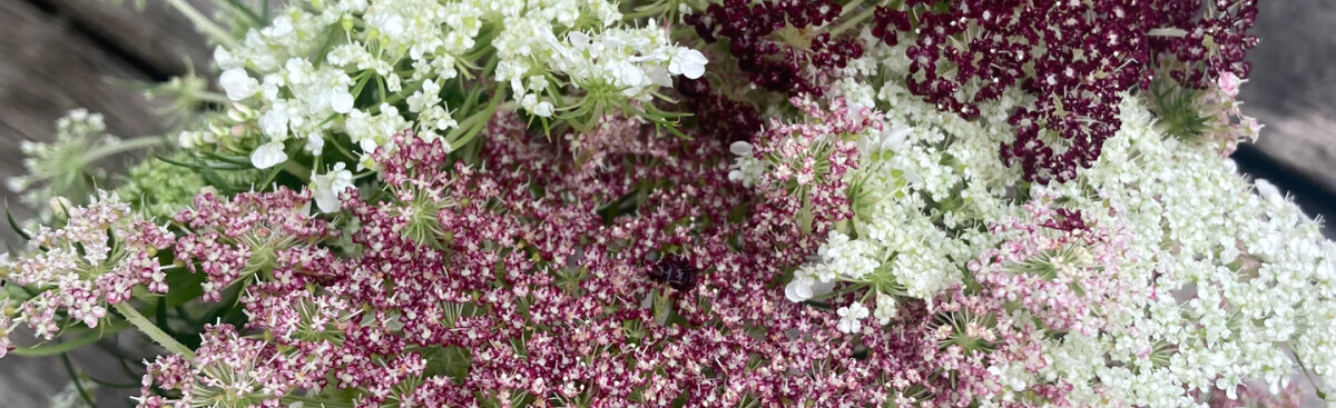 Plantes bisannuelles - semer maintenant, profiter l’année prochaine - Semer des plantes bisannuelles en été : comment réussir