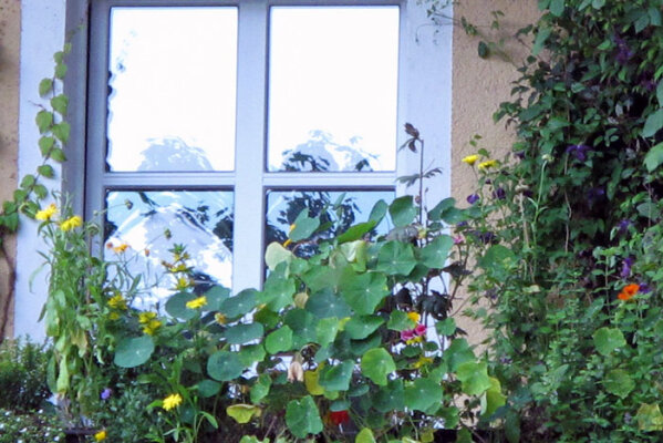 Balkon orienté nord, sud, est ou ouest ? Comment choisir les bonnes plantes pour votre emplacement - Nord, sud, est ou ouest - trouver les bonnes plantes pour son balcon