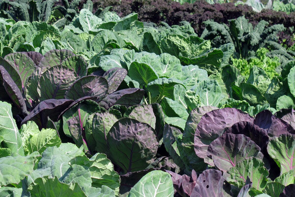 Célébrer l’autosuffisance : elle ne commence pas par un grand jardin, mais par une graine - Célébrer l\'autosuffisance : cultiver soi-même légumes, herbes aromatiques &amp; diversité