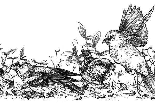 Pourquoi ça ne pousse pas chez moi ? Reconnaître les erreurs au jardin et mieux comprendre les plantes  - Tes plantes poussent mal ? Causes et conseils pour ton jardin