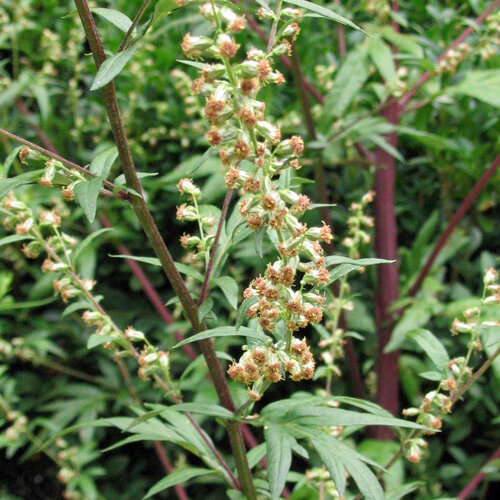 Armoise commune (Artemisia vulgaris) semences biologiques