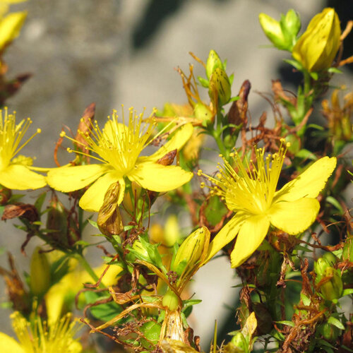Millepertuis officinal (Hypericum perforatum) semences biologiques