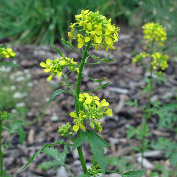 Moutarde jaune