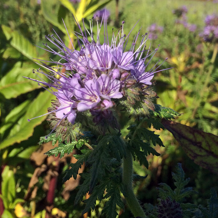 Phacelia