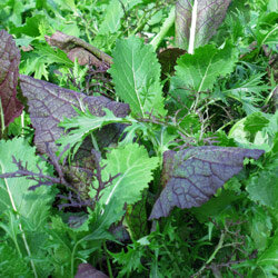  Salades de feuilles épicées d'Asie de l'Est