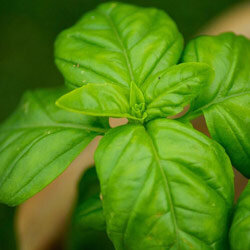 Basilic