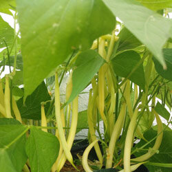 Haricot jaune ''Dior'' (Phaseolus vulgaris) 