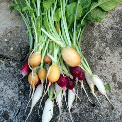 radis de jardin colorés