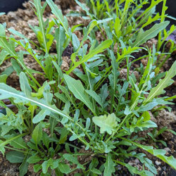 Roquette des murailles
