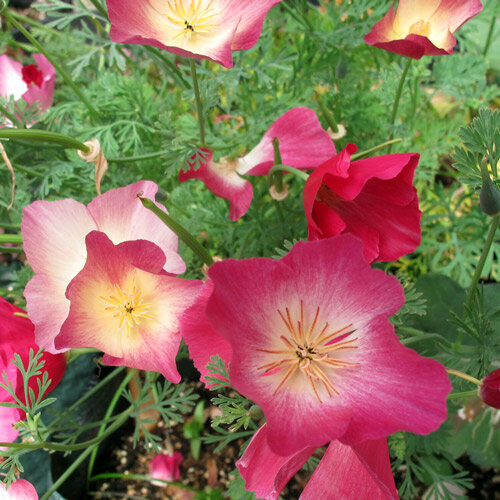 Pavot de Californie 'Carmine King' (Eschscholzia californica) 