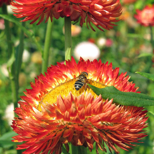 l'immortelle à bractées (Xerochrysum bracteatum) 