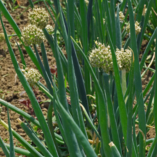Ciboule (Allium fistulosum)