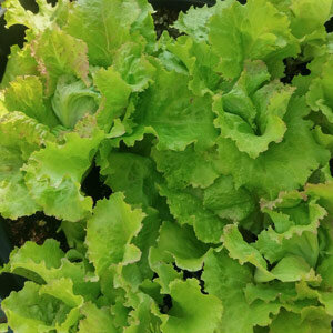 Laitue batavia 'Grazer Krauthäuptel' (Lactuca sativa)