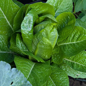 Laitue romaine 'Little Gem' (Lactuca sativa) 