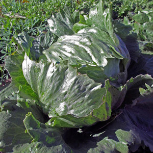 Laitue iceberg 'Laibacher Eis' (Lactuca sativa)