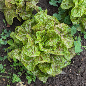 Laitue romaine 'Forellenschluss' (Lactuca sativa)