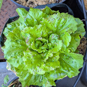 Laitue batavia 'Maravilla de Verano' (Lactuca sativa) 