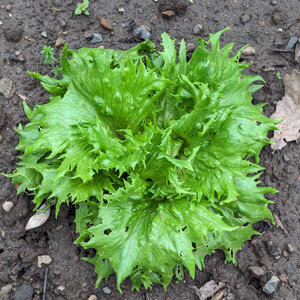 Laitue iceberg 'Reine des Glaces' (Lactuca sativa)