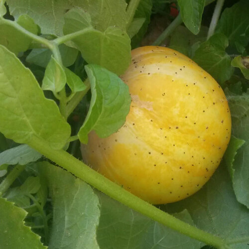 Concombre pomme (Cucumis sativus)