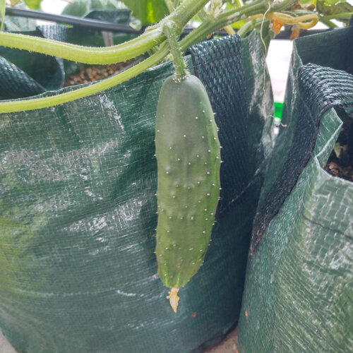 Concombre 'Marketmore' (Cucumis sativus)