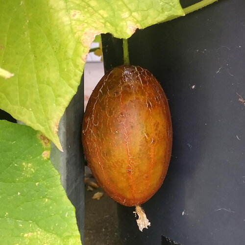 Concombre brun de Russie 'Brown Russian' (Cucumis sativus) 