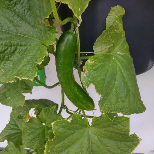 Concombre 'Tanja' (Cucumis sativus)