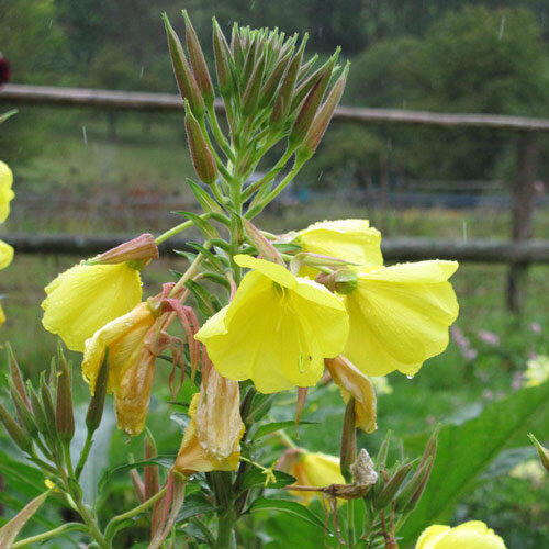 Onagre bisannuelle (Oenothera biennis) 