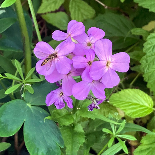 Julienne des dames (Hesperis matronalis)