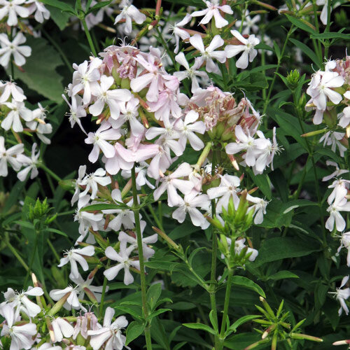 Saponaire officinale (Saponaria officinalis) 
