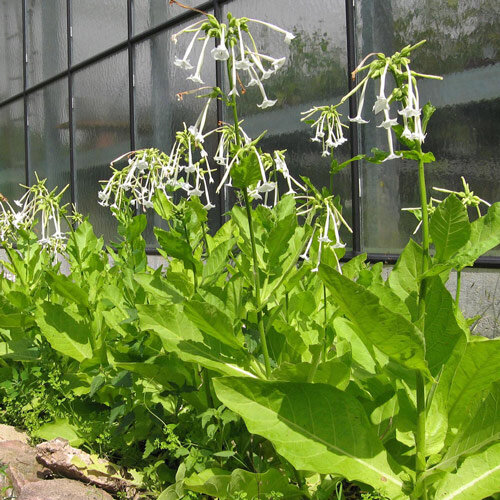 Tabac sylvestre (Nicotiana sylvestris) 