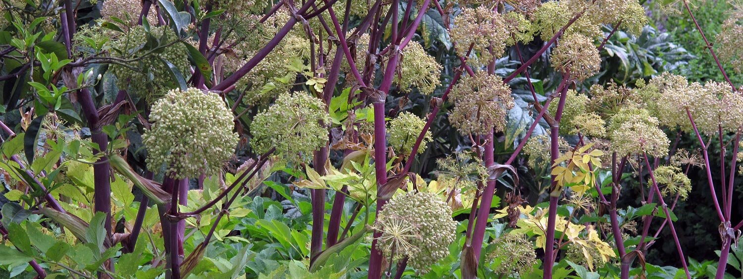 Echte Engelwurz (Angelica archangelica)