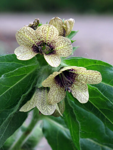 Schwarzes Bilsenkraut (Hyoscyamus niger)