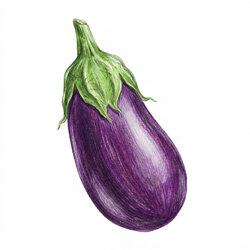 Une illustration d’une aubergine
