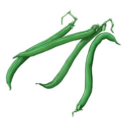 un ilustration d'haricots