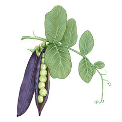 un ilustration de petit pois