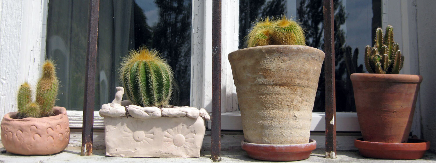 Kakteen in Toepfen auf der Fensterbank