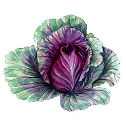 un illustration de chou