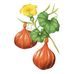 un illustration de courges