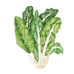 un ilustration de blette