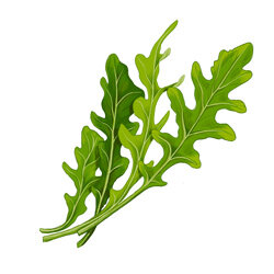 un illustration de roquette des murailles