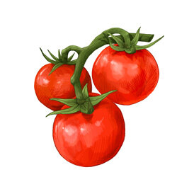 un ilustration de tomates
