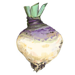 un illustration de rutabaga