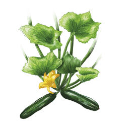 un ilustration de courgettes